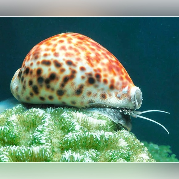 Tiger Cowrie Shell - Picture 2 of 7